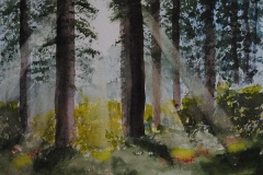 Forest Sunbeams 03 600